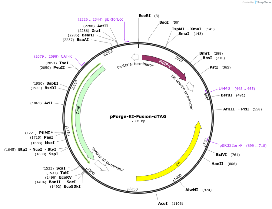 258790-plasmid-map-sequence-id-515754