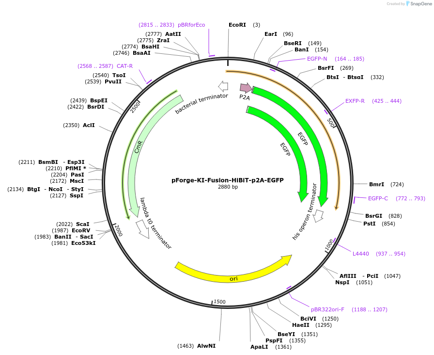 258789-plasmid-map-sequence-id-515755