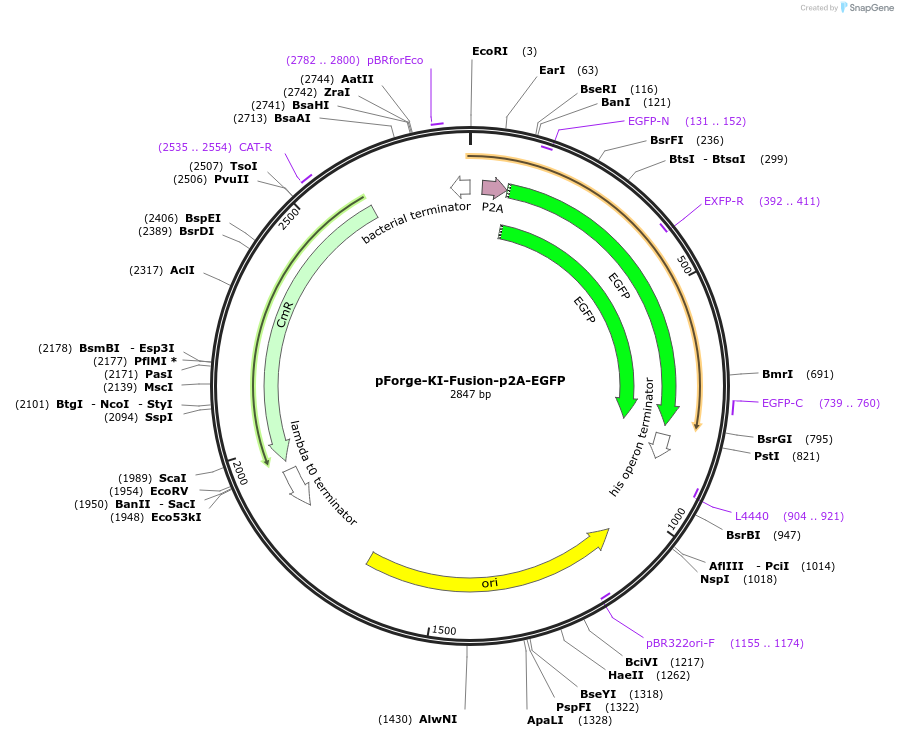 258788-plasmid-map-sequence-id-515759