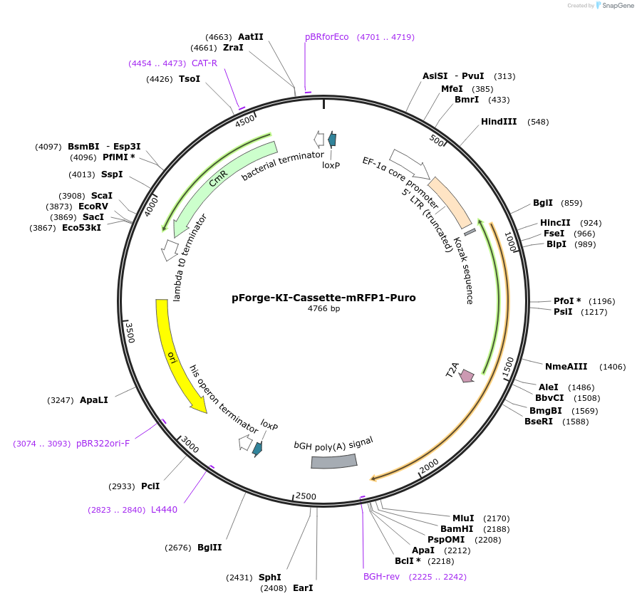 258794-plasmid-map-sequence-id-515760