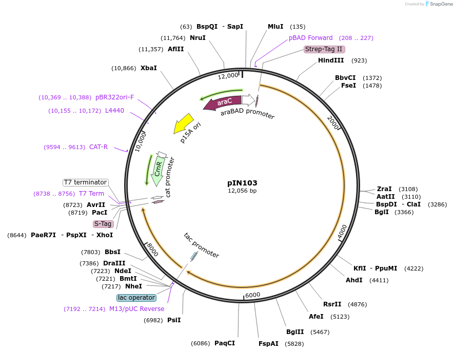 255790-plasmid-map-sequence-id-515761