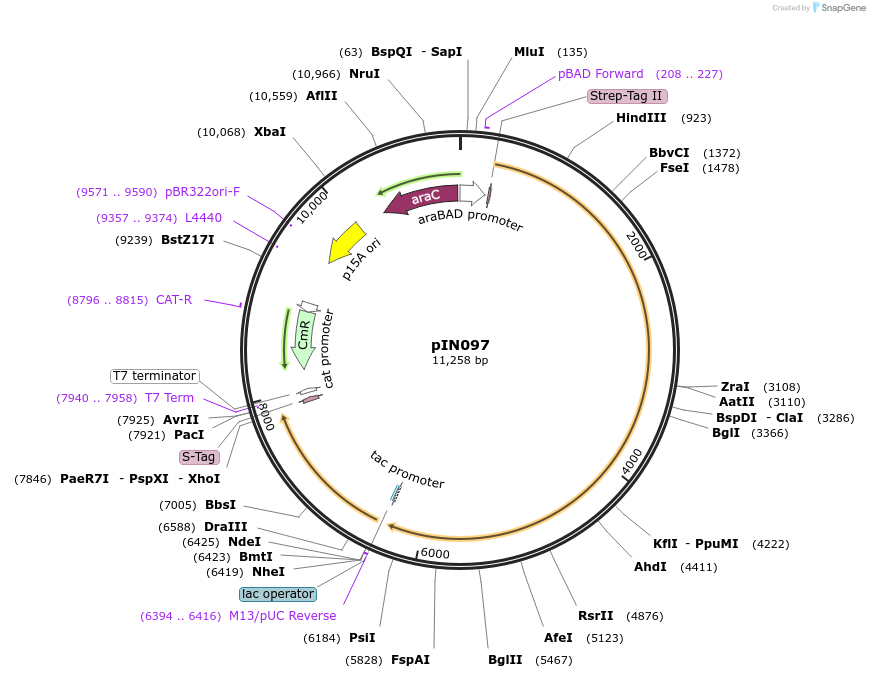 255789-plasmid-map-sequence-id-515762