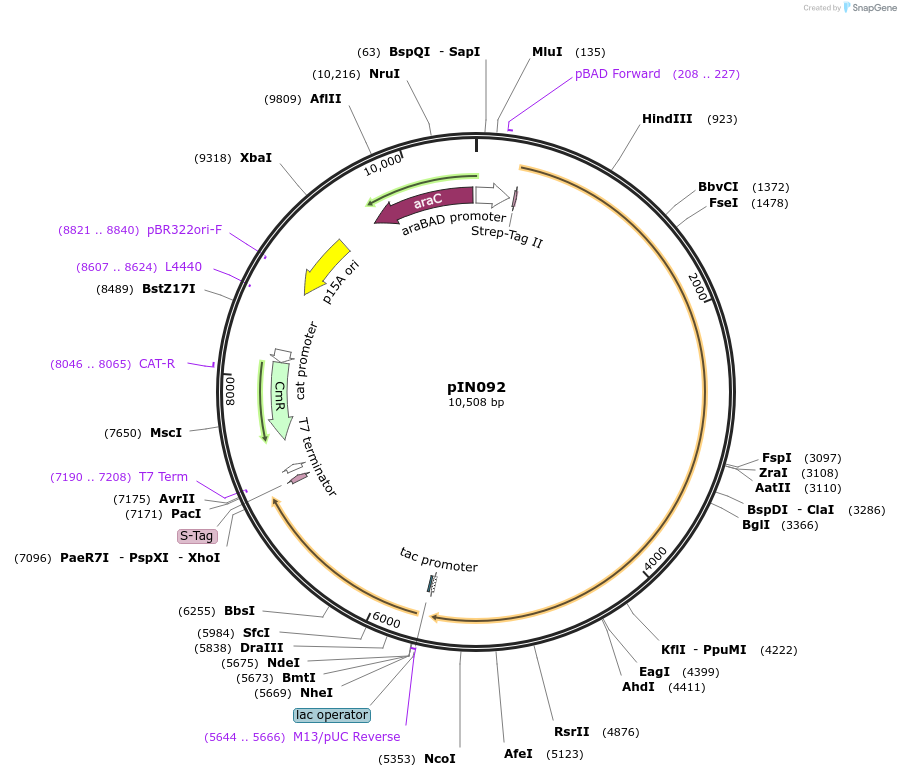 255788-plasmid-map-sequence-id-515763