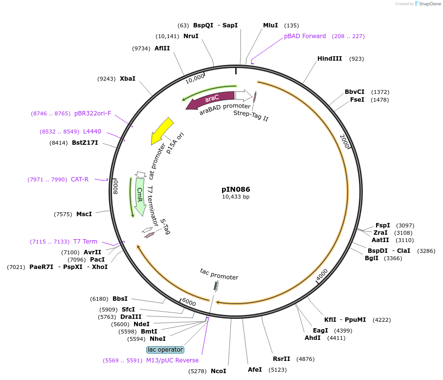 255787-plasmid-map-sequence-id-515764