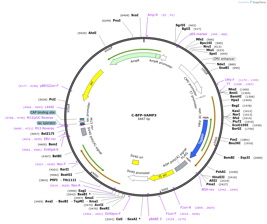 255860-plasmid-map-sequence-id-515782