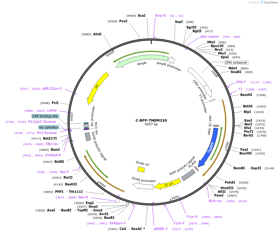 255859-plasmid-map-sequence-id-515784