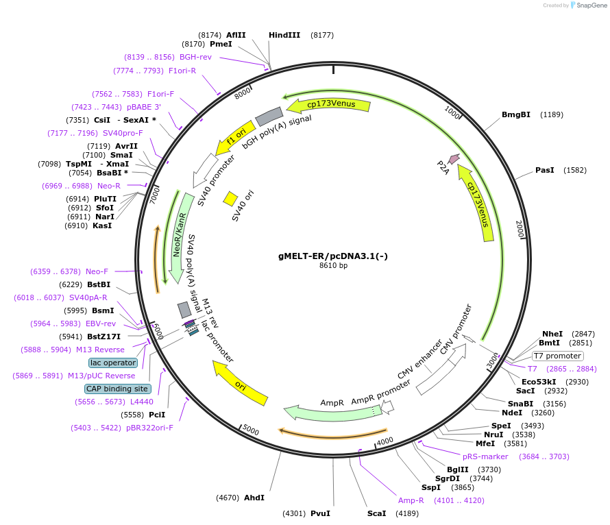 258481-plasmid-map-sequence-id-515786