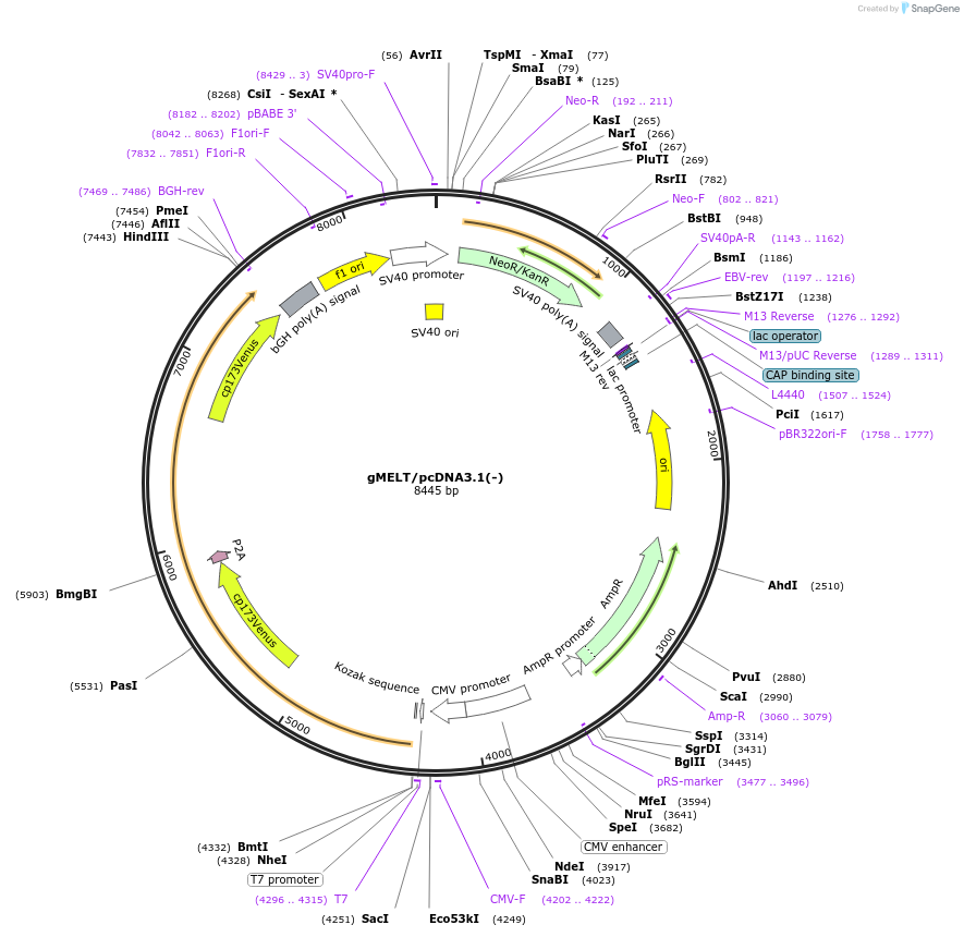 258479-plasmid-map-sequence-id-515787
