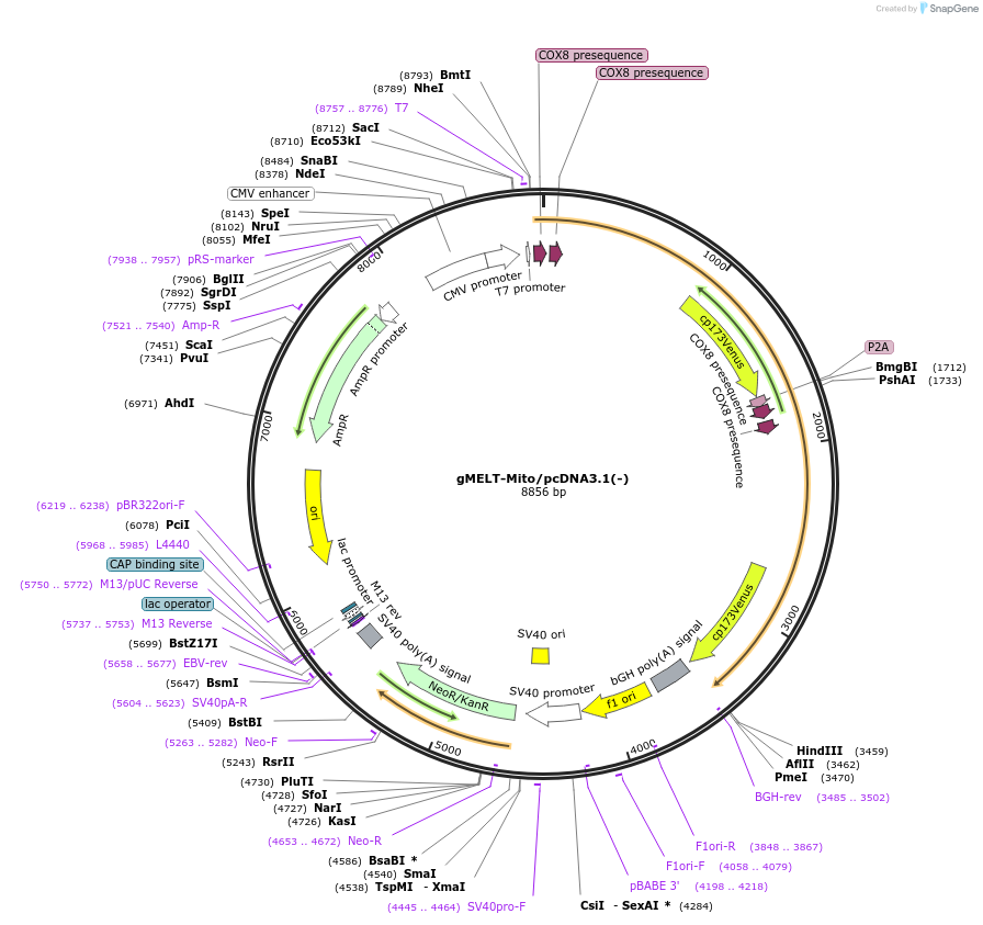 258480-plasmid-map-sequence-id-515789