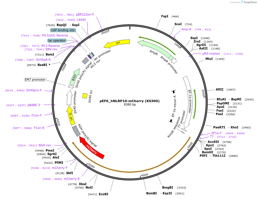 254942-plasmid-map-sequence-id-515856