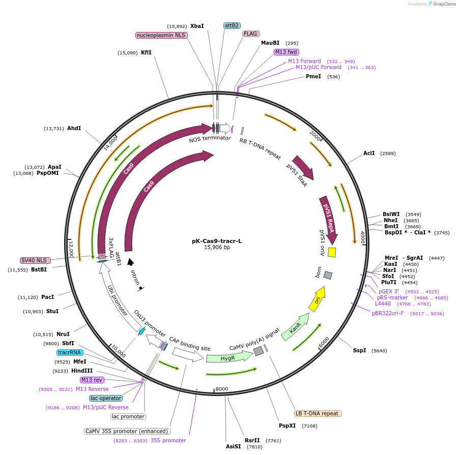 230860-plasmid-map-sequence-id-515861
