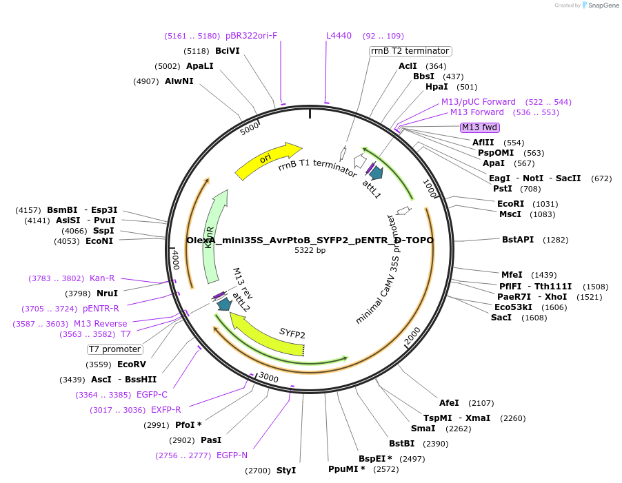 257233-plasmid-map-sequence-id-515866