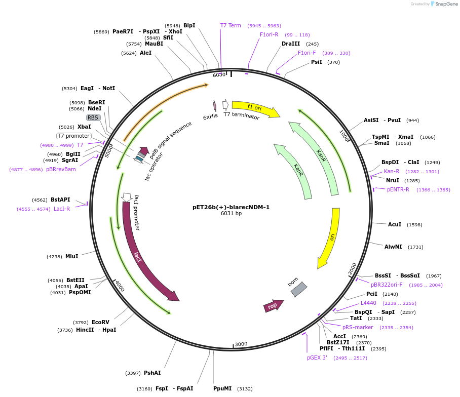 256754-plasmid-map-sequence-id-515885