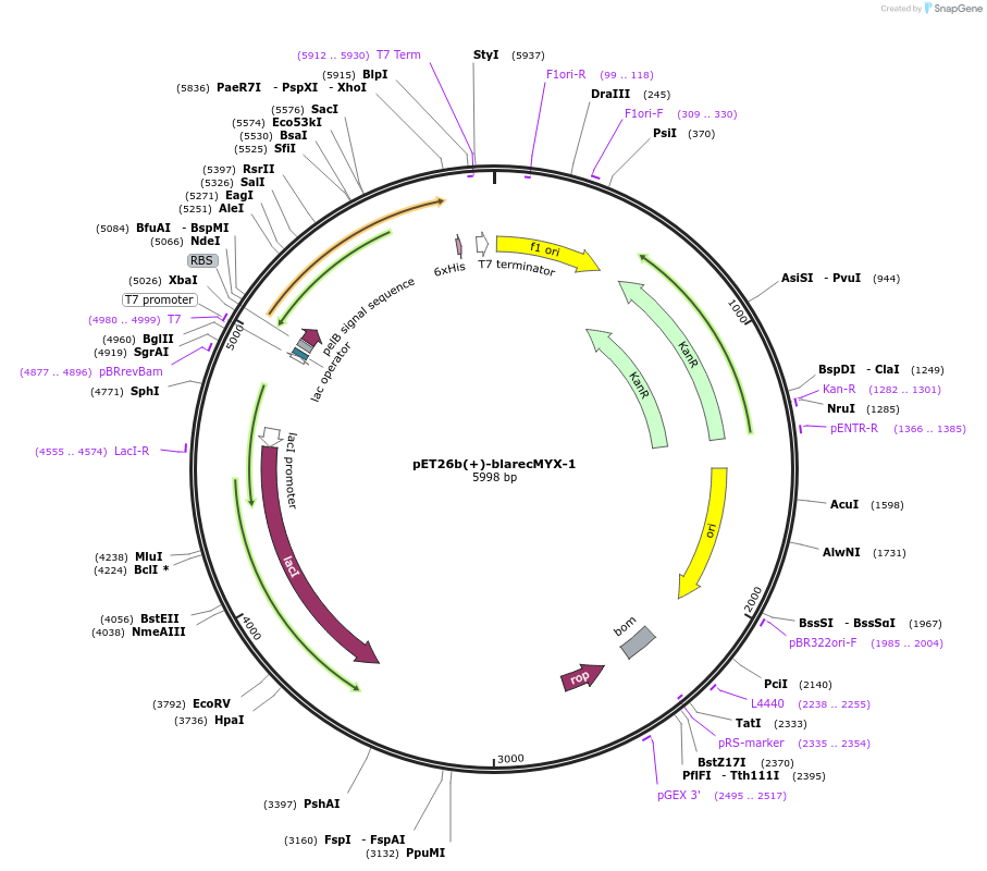 256755-plasmid-map-sequence-id-515886