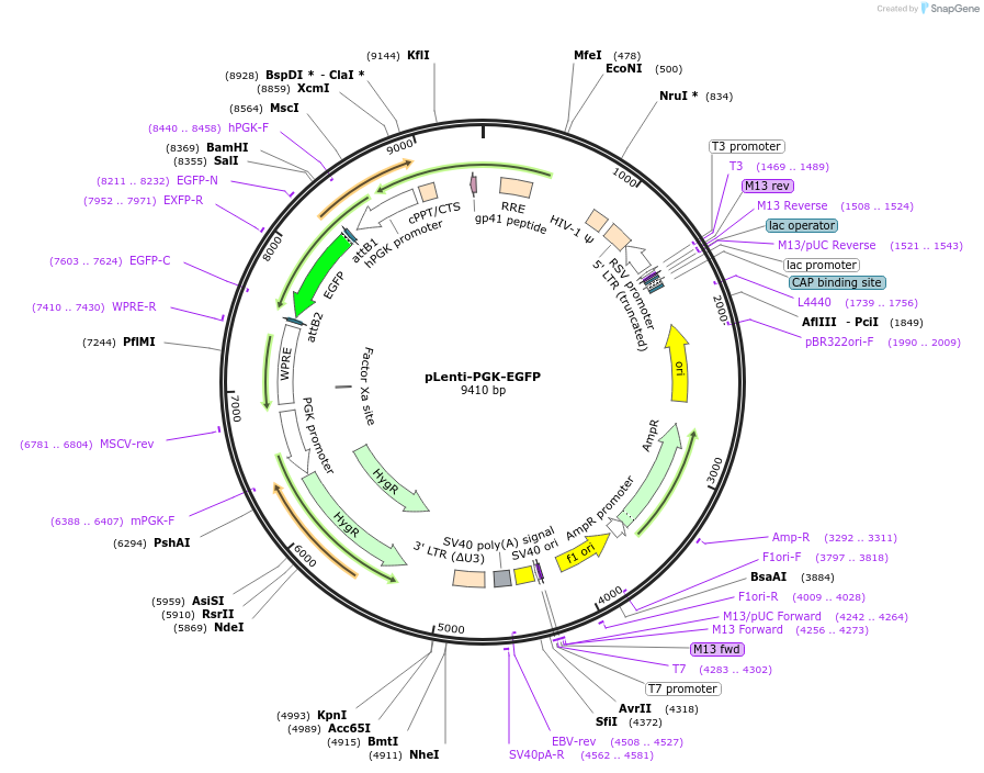 241920-plasmid-map-sequence-id-515914