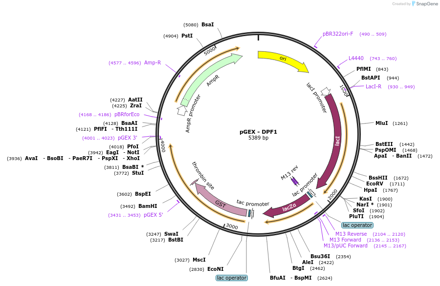 255107-plasmid-map-sequence-id-515967
