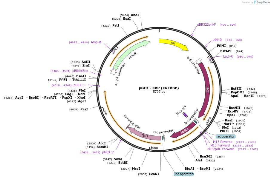 255078-plasmid-map-sequence-id-515977