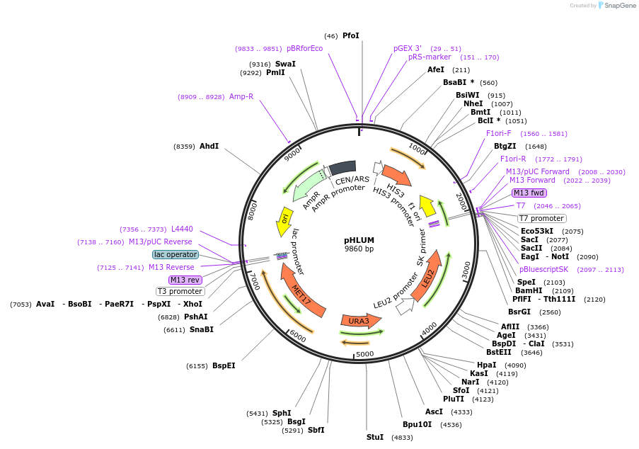 40276-plasmid-map-sequence-id-51598
