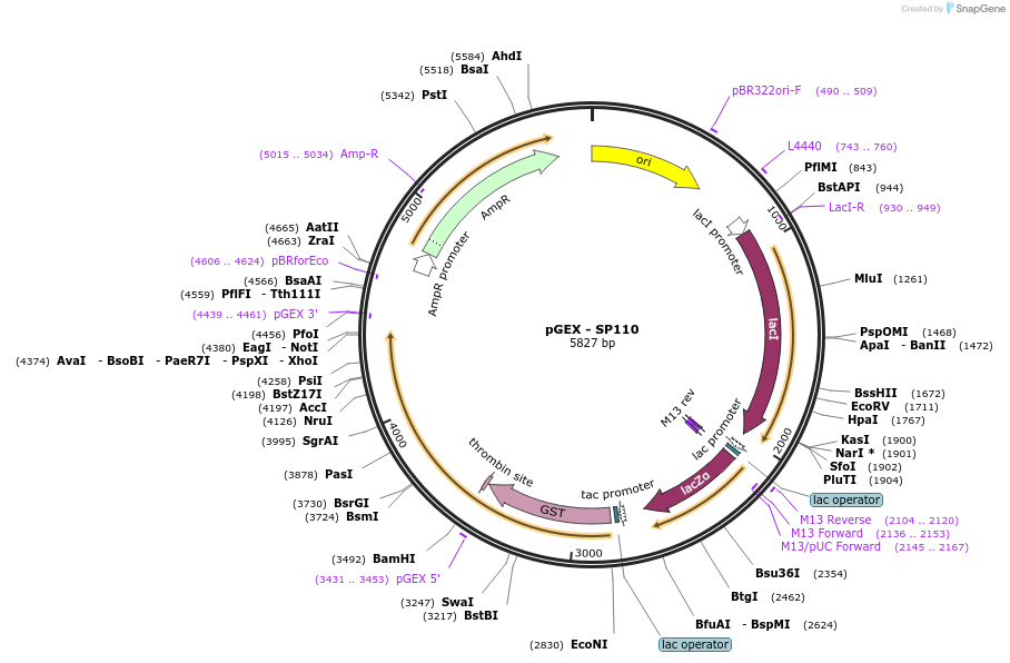 255082-plasmid-map-sequence-id-515985