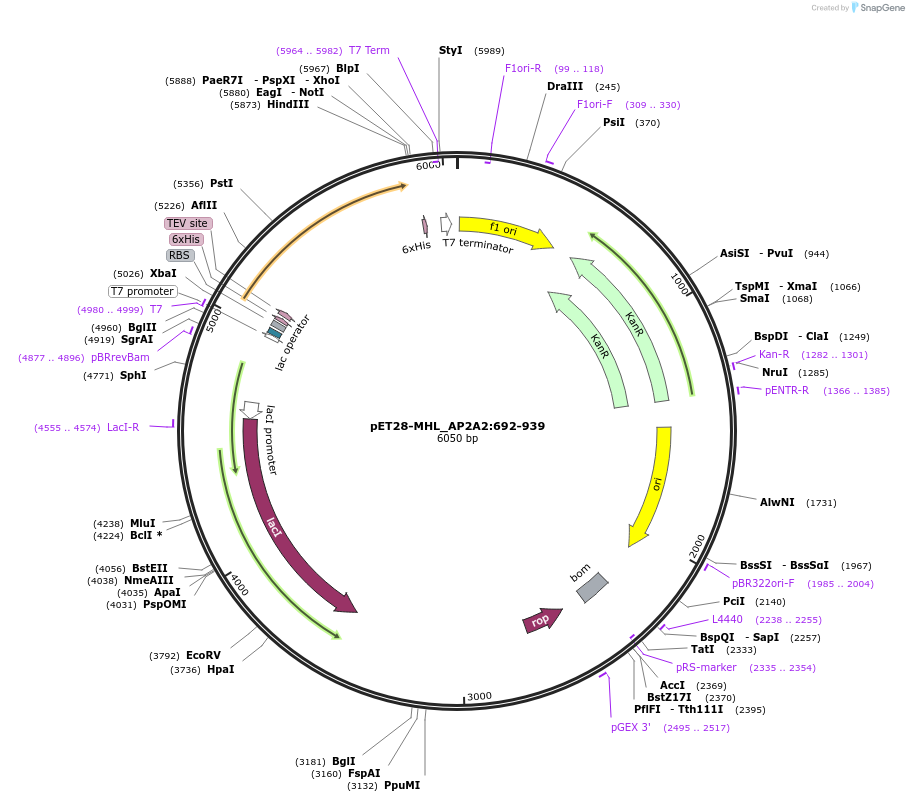 258493-plasmid-map-sequence-id-515990