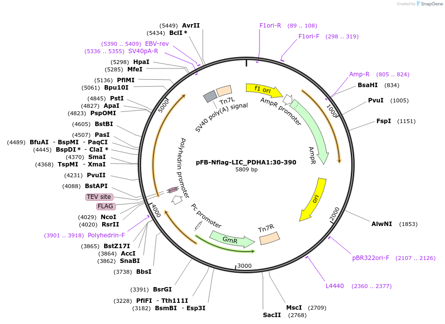 258498-plasmid-map-sequence-id-515995