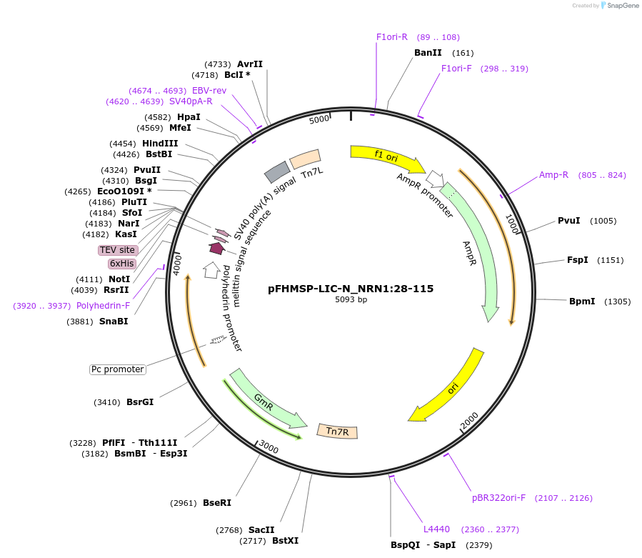 258499-plasmid-map-sequence-id-515997