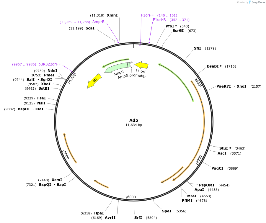 258369-plasmid-map-sequence-id-516041