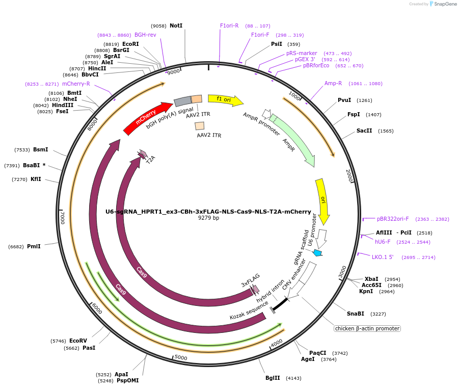250373-plasmid-map-sequence-id-516043