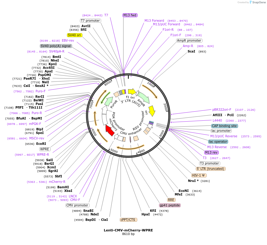 250406-plasmid-map-sequence-id-516044