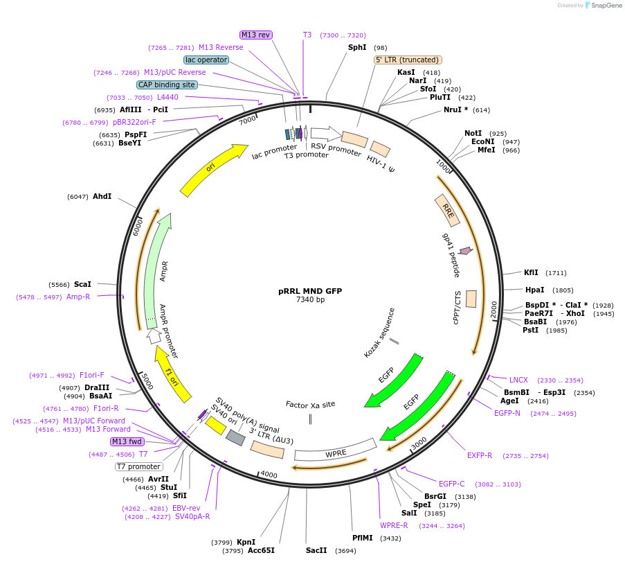 36247-plasmid-map-sequence-id-516187