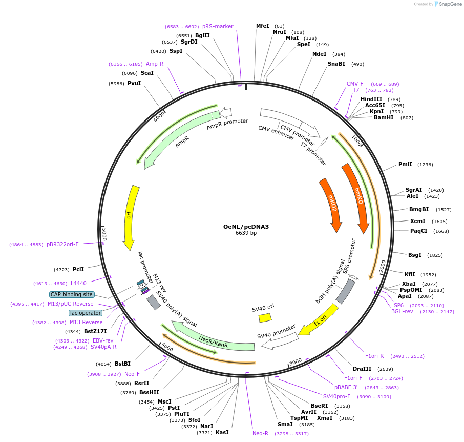 85202-plasmid-map-sequence-id-516188
