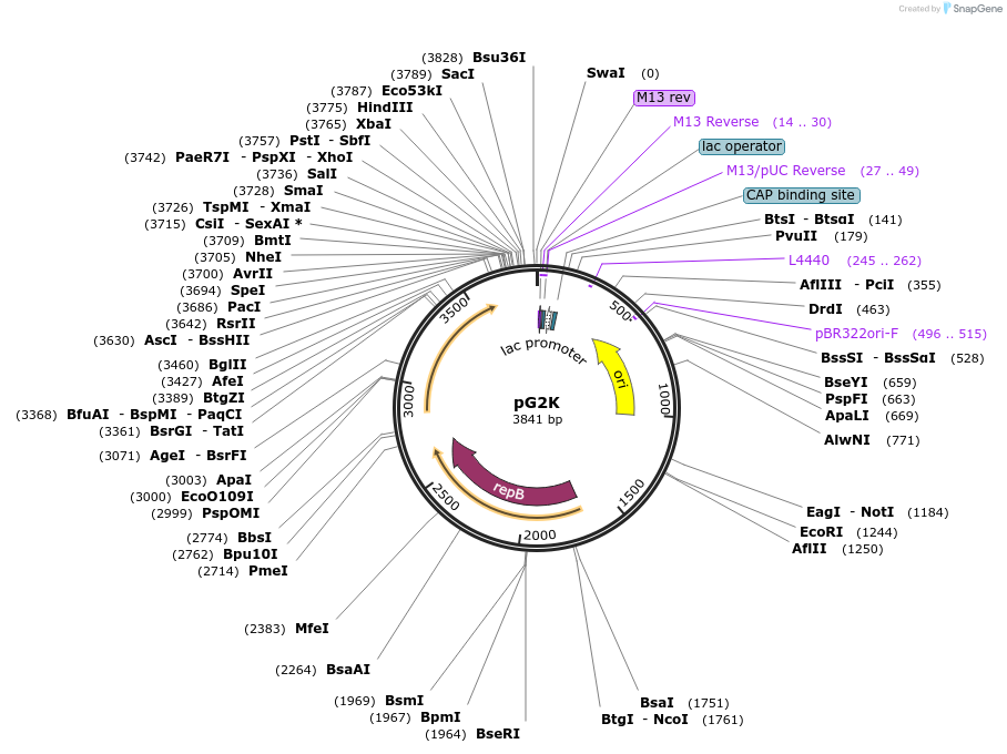 71742-plasmid-map-sequence-id-516189