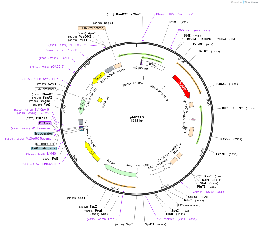 258696-plasmid-map-sequence-id-516195