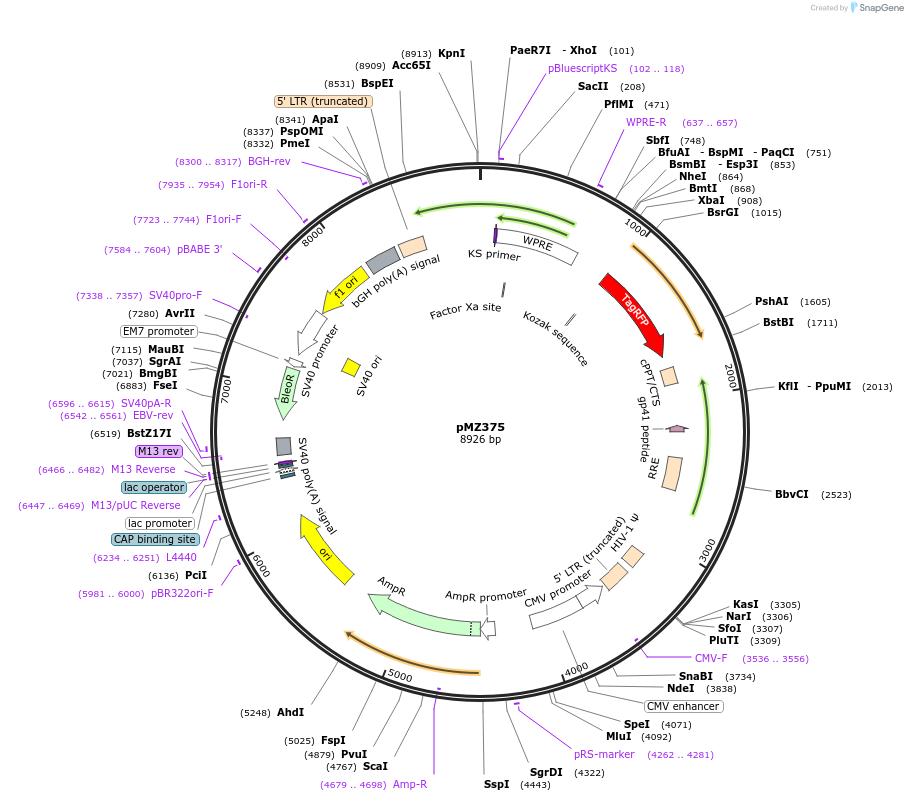 258759-plasmid-map-sequence-id-516199