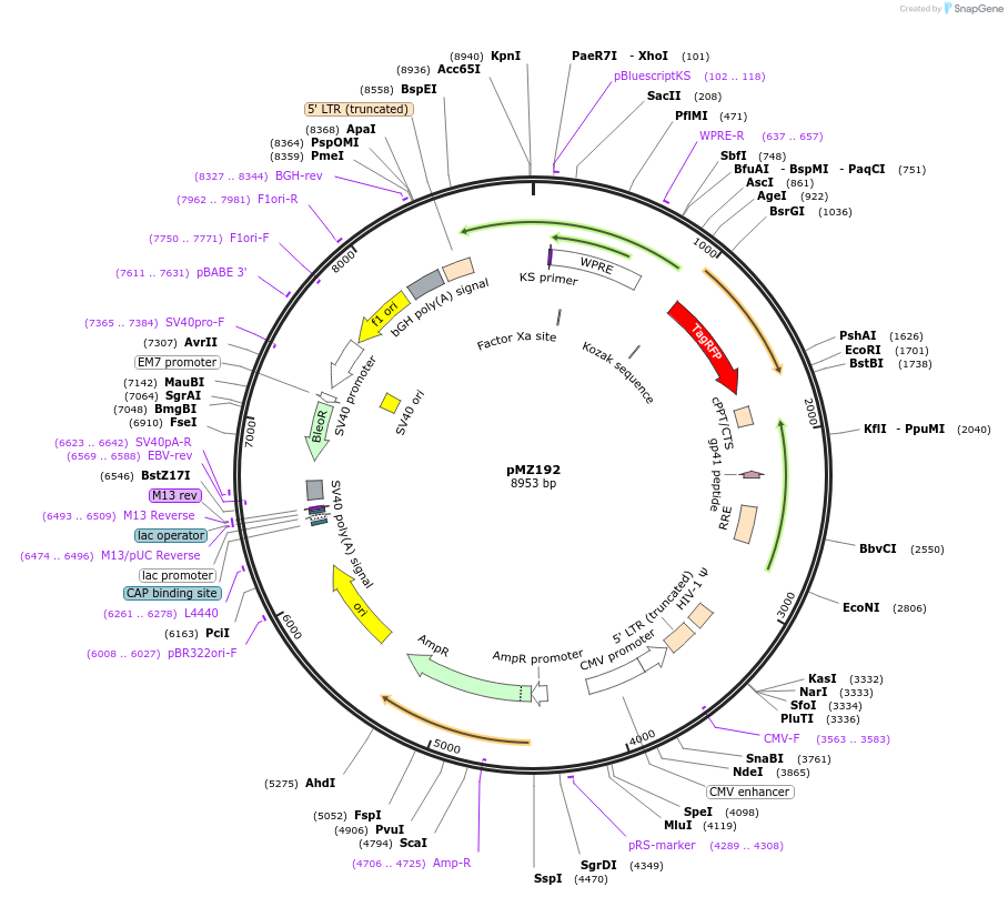 258687-plasmid-map-sequence-id-516200