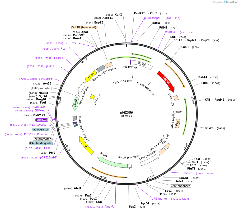 258745-plasmid-map-sequence-id-516205