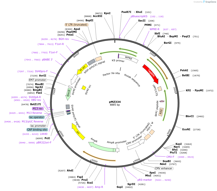 258732-plasmid-map-sequence-id-516206