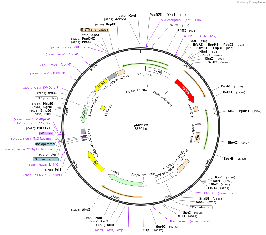 258756-plasmid-map-sequence-id-516208