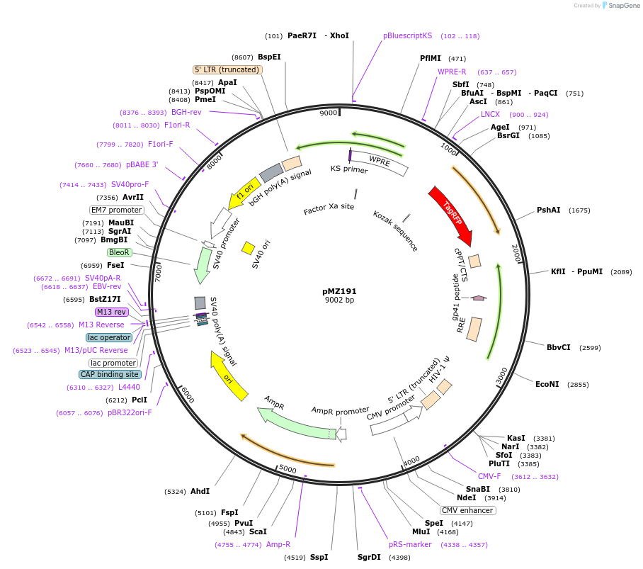 258686-plasmid-map-sequence-id-516210
