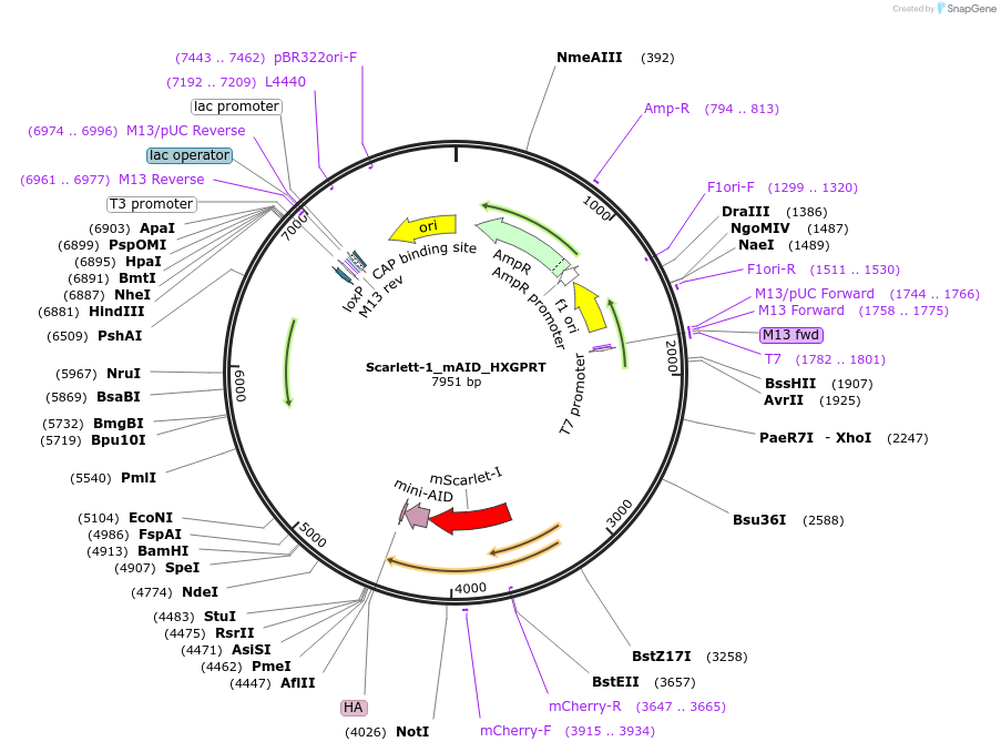 259419-plasmid-map-sequence-id-516212