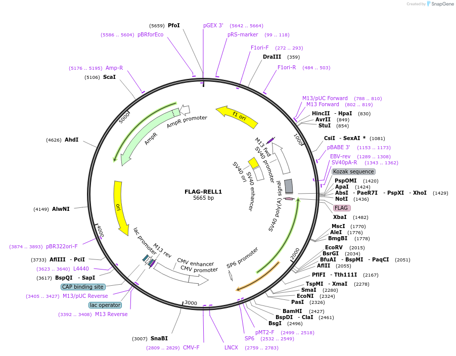 240474-plasmid-map-sequence-id-516220