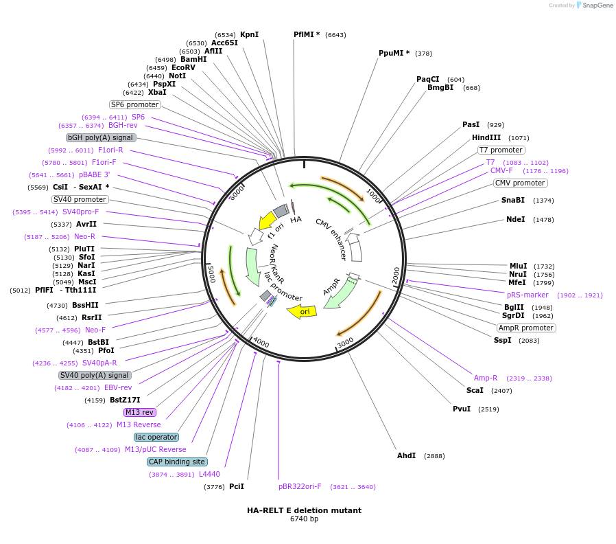 240477-plasmid-map-sequence-id-516223