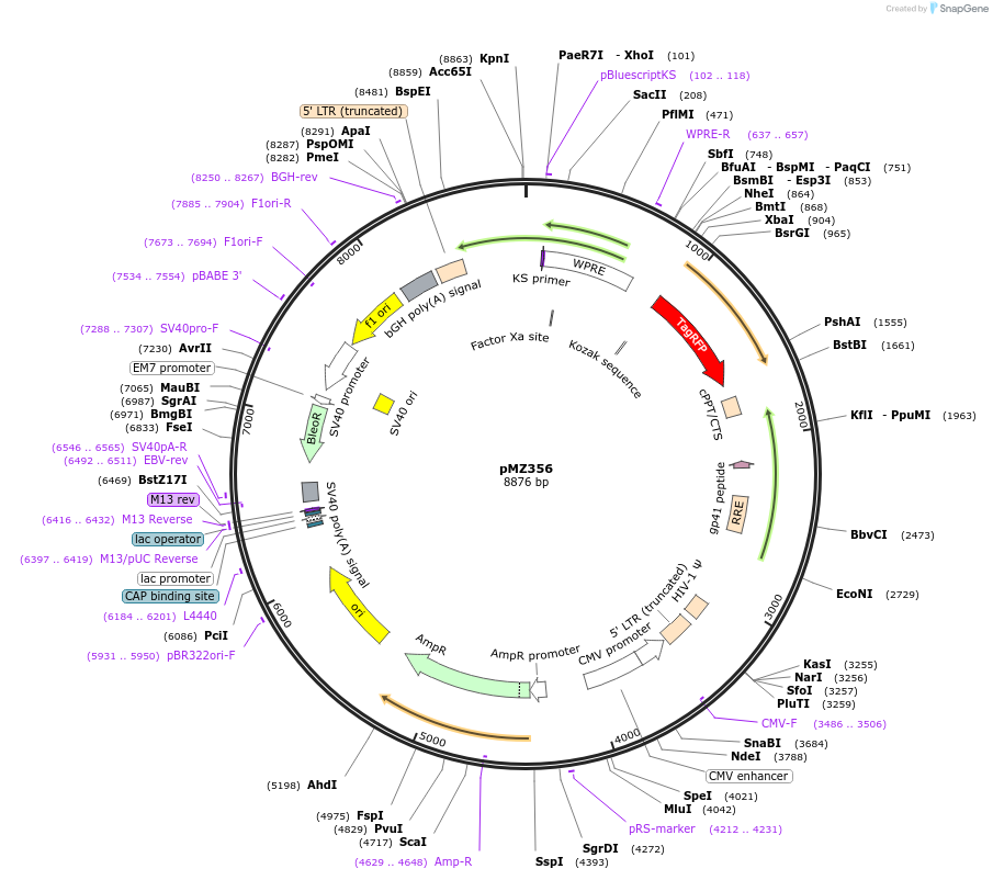 258742-plasmid-map-sequence-id-516226