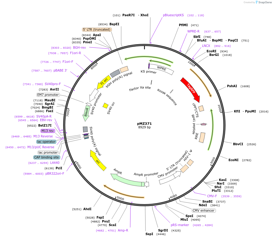 258755-plasmid-map-sequence-id-516227