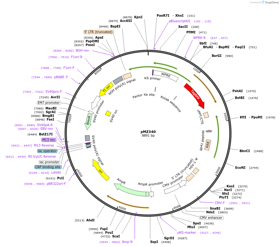 258738-plasmid-map-sequence-id-516229