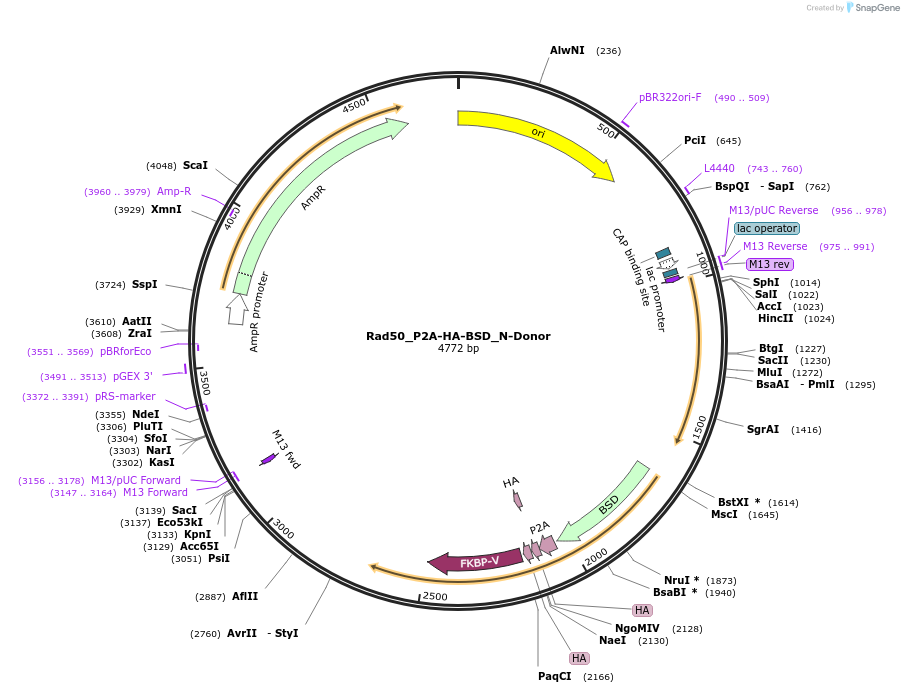 259554-plasmid-map-sequence-id-516230