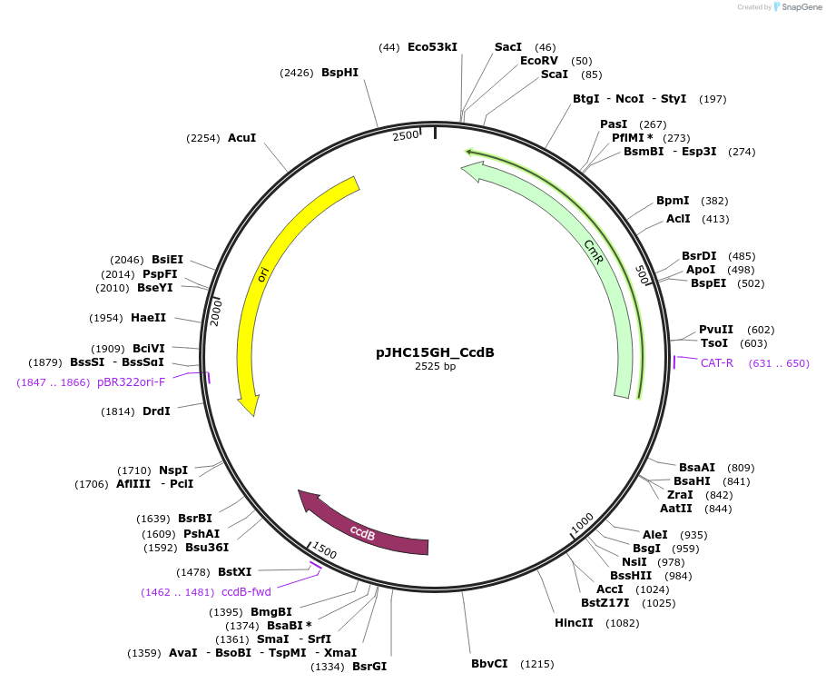 257406-plasmid-map-sequence-id-516234