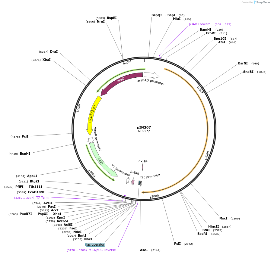 255798-plasmid-map-sequence-id-516236