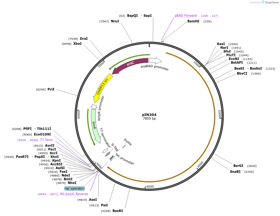 255795-plasmid-map-sequence-id-516237