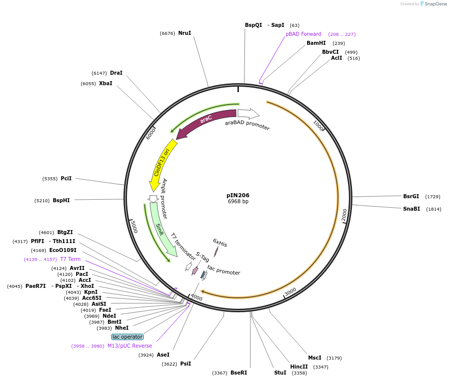 255797-plasmid-map-sequence-id-516238